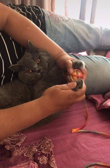 猫跟奶奶相处半年,男子探望时忍不住笑喷,网友:猫还能这么用吗 猫跟奶奶相处半年,男子探望时忍不住笑喷,网友:猫还能这么用吗