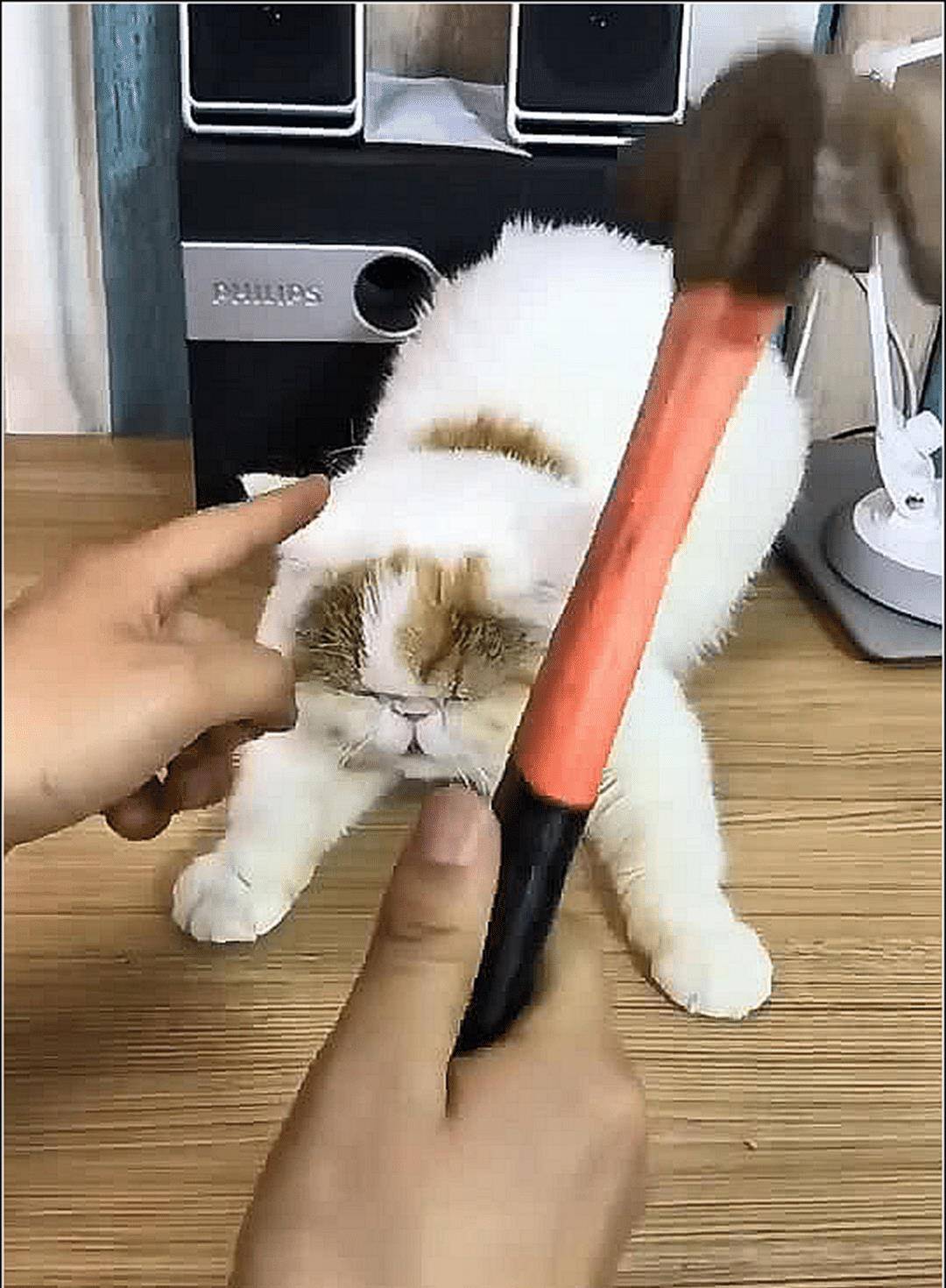 男主拿着锤子,猫咪以为是在逗自己,随后一幕猫咪不淡定了 男主拿着锤子,猫咪以为是在逗自己,随后一幕猫咪不淡定了