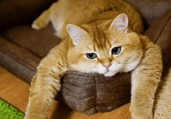 猫咪|这5种猫性格超好,你家的上榜没?