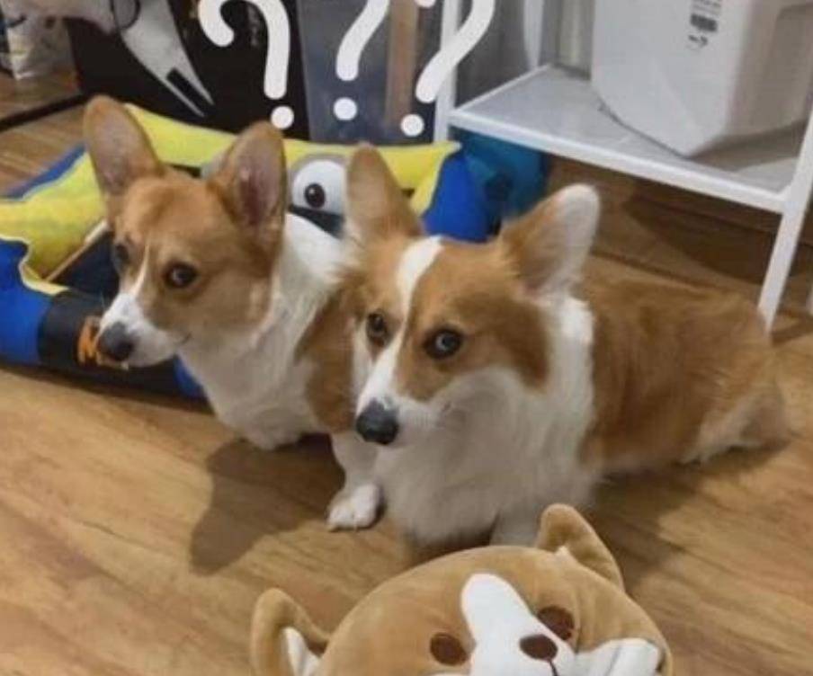 玩具|柯基把鞋咬坏了,网友把它们的玩具咬烂了,狗:还是你狠