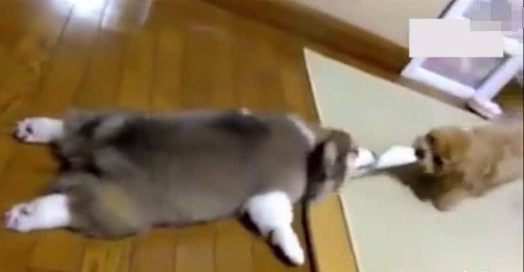 菜篮子|柯基、泰迪打起架来简直不要太可爱,铲屎的在一旁乐的都不做饭了