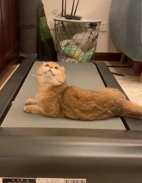 猫咪为阻止铲屎官减肥，竟然学会了用跑步机？网友：是该减肥了！