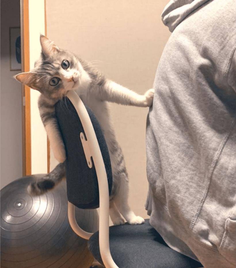 猫咪不要主人坐新买的椅子,它推主人时的表情太搞笑了,要成精了 猫咪不要主人坐新买的椅子,它推主人时的表情太搞笑了,要成精了