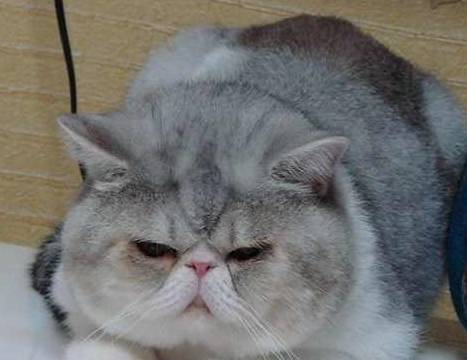 因为|最适合饲养的四种猫咪，狸花猫上榜，有你家的吗？