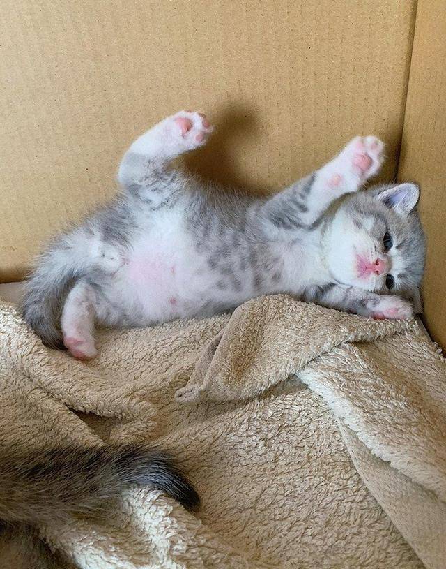 看了这只猫，我终于明白，为什么还有那么多人愿意养猫了 