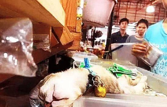 猫咪临时看店，生意却爆火，喵：你只管开店，没有人来算我输