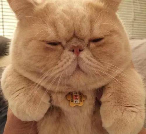 方法|加菲猫泪痕严重怎么办？