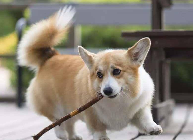 小天使|柯基真的很温柔，笑起来心都化了，这样的小天使你了解吗？