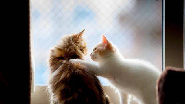猫是“独行侠”所以不怕孤独？70%的猫可能会患上分离焦虑症！