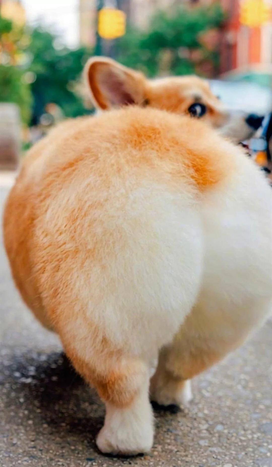 因为|柯基的六个优点