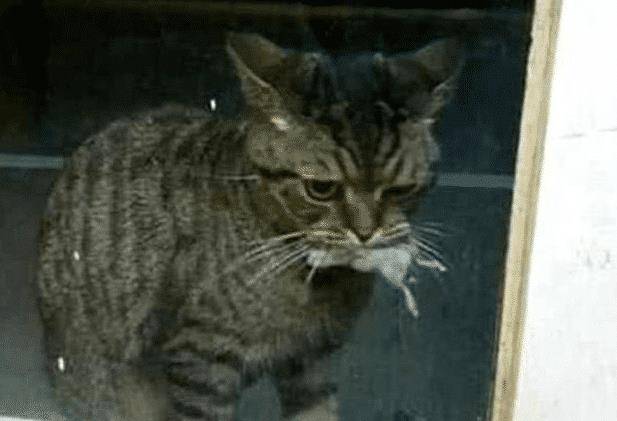 猫咪叼这东西送给恩人,恩人却将它拒之门外,结果猫咪当场落泪了 猫咪叼这东西送给恩人,恩人却将它拒之门外,结果猫咪当场落泪了