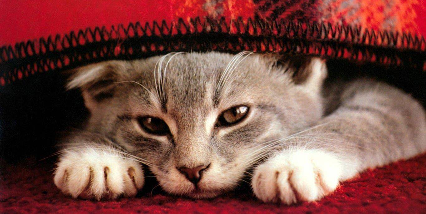 猫咪也会“发烧”你知道吗？当猫主子有这几种症状，主人不可忽视 