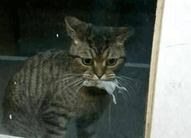 猫咪叼这东西送给恩人,恩人却将它拒之门外,结果猫咪当场落泪了 猫咪叼这东西送给恩人,恩人却将它拒之门外,结果猫咪当场落泪了