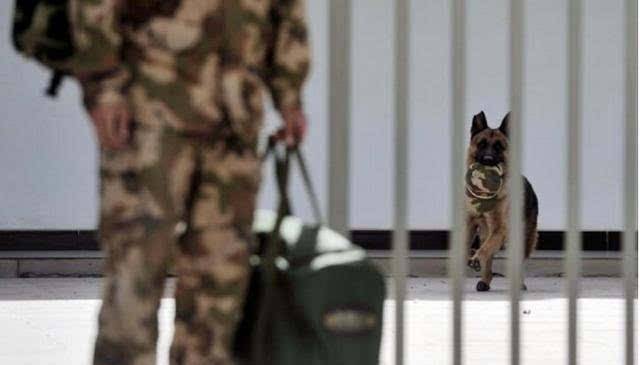 警犬死咬退伍老兵的行李不放 这一松口就是永别 警犬死咬退伍老兵的行李不放 这一松口就是永别