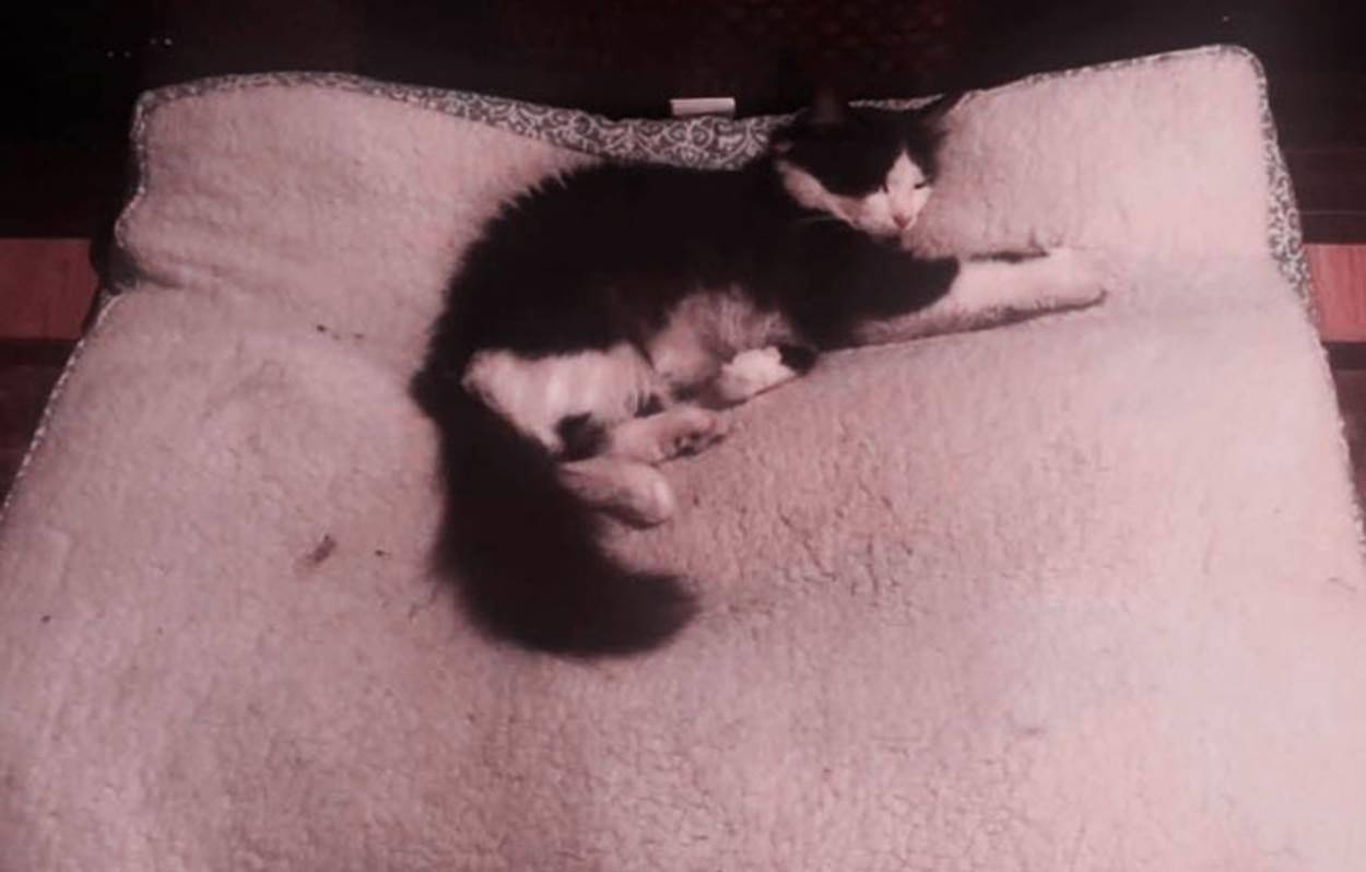 猫咪的“怪癖”，竟引发上万网友围观，让人啼笑皆非！ 