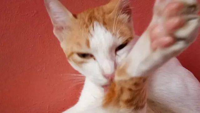 猫是“独行侠”所以不怕孤独？70%的猫可能会患上分离焦虑症！