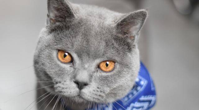 猫咪|猫咪永远养不熟？这4种适合家养的猫咪你知道吗？