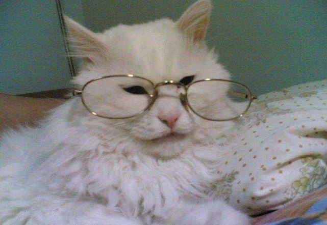 猫咪临终之前，很抗拒被主人抱着，它们到底在想什么？
