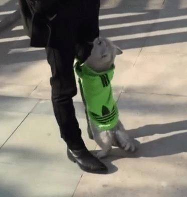 猫咪绝技就是抱大腿，顺着腿钻进主人衣服，猫咪：大佬求带 
