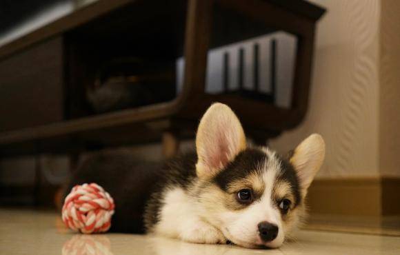 玩具|柯基把这个东西当伙伴，走到哪里都要一起，谁拿跟谁急