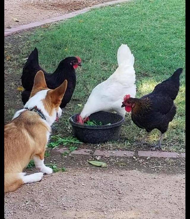 什么|柯基看到鸡群在吃东西，也跑过去抢着吃，狗：我也是一只“基”！