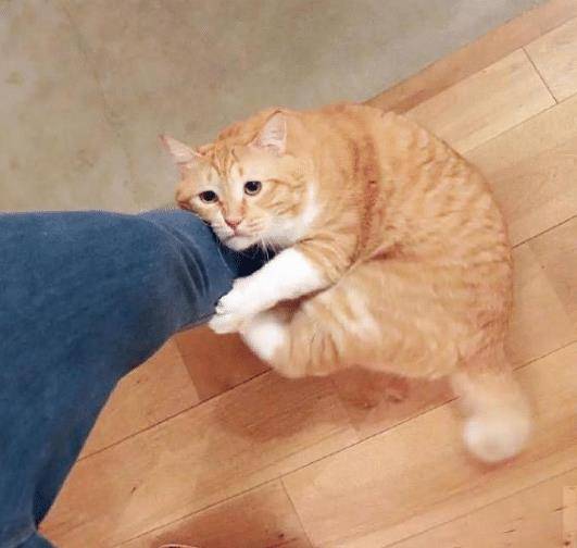 猫咪绝技就是抱大腿，顺着腿钻进主人衣服，猫咪：大佬求带 