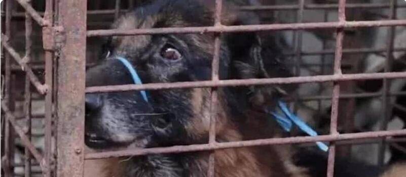 狗贩们虐杀宠物狗进行狗肉交易,是导致这里狂犬病蔓延的主要原因 狗贩们虐杀宠物狗进行狗肉交易,是导致这里狂犬病蔓延的主要原因
