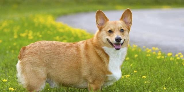 实验|柯基没有尾巴，“狗缘”可能不大好，主人有发现它朋友比较少吗？