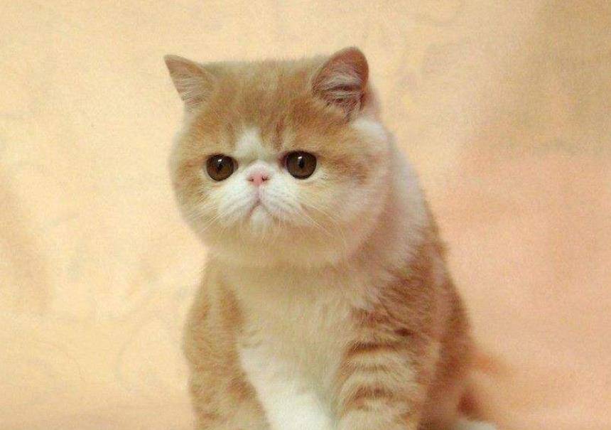 因为|加菲猫寿命一般多少年?