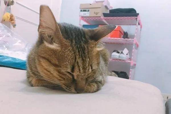 猫咪睡姿代表哪些心情 你知道吗 信任