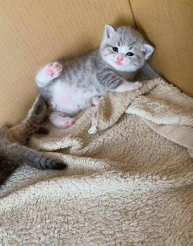 看了这只猫，我终于明白，为什么还有那么多人愿意养猫了 