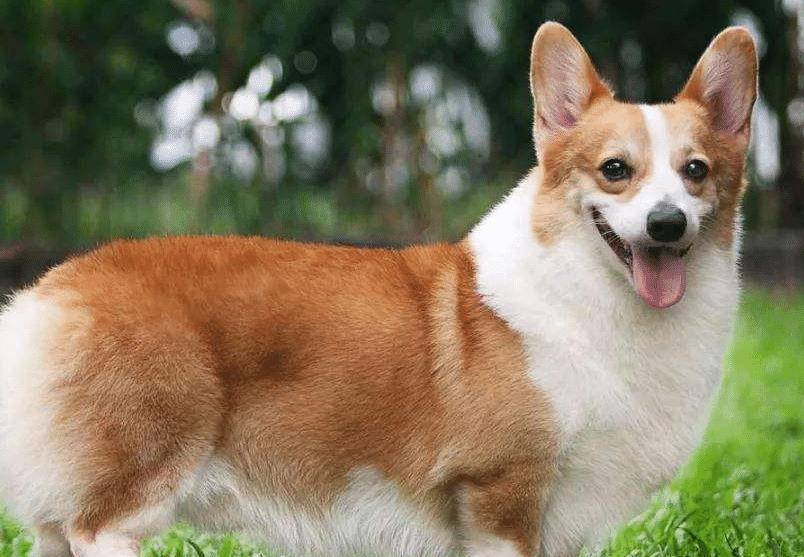 调整|柯基犬偏瘦的原因是什么?除了疾病之外,还有这些要注意。