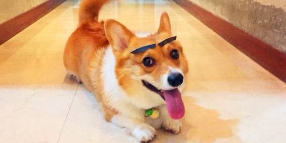 一针|饲养“柯基犬”，一个月大概需要花多少钱？
