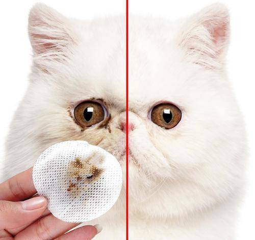 方法|加菲猫泪痕严重怎么办？