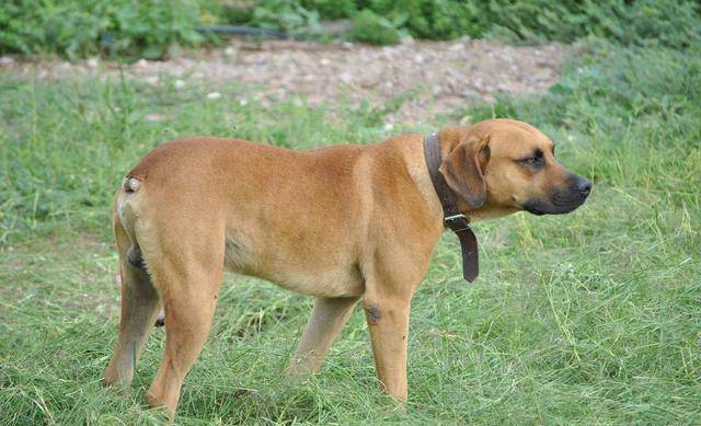 实验|柯基没有尾巴，“狗缘”可能不大好，主人有发现它朋友比较少吗？