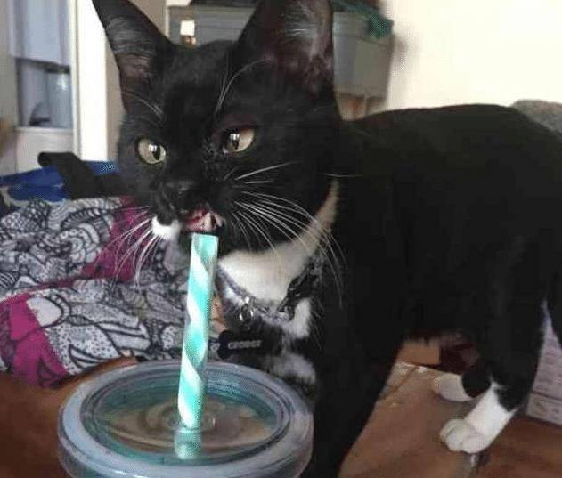 流浪猫因打架“毁容”,女子毫不嫌弃直接收养,用爱“感化”猫咪 流浪猫因打架“毁容”,女子毫不嫌弃直接收养,用爱“感化”猫咪