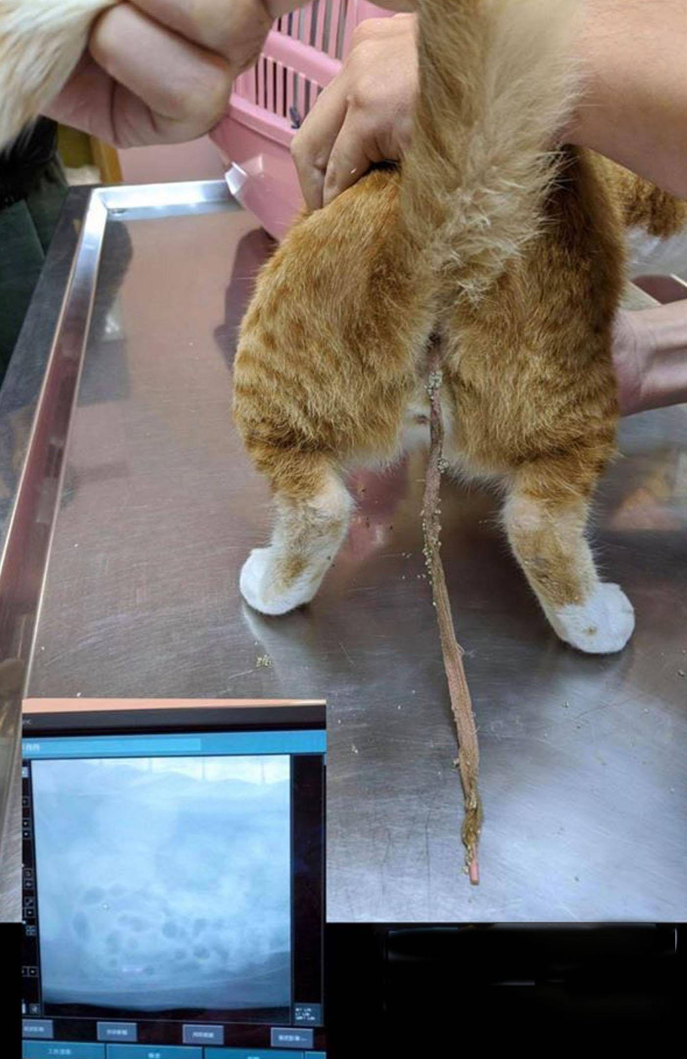 猫咪拉出巨型长条异物吓坏主人，医生说处理不当可致命！ 