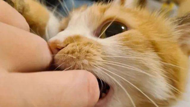 猫是“独行侠”所以不怕孤独？70%的猫可能会患上分离焦虑症！
