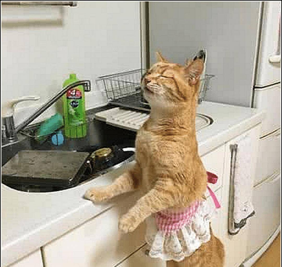 男子出差忘倒猫粮，担心会饿到橘猫，三天后回来一看傻眼了 