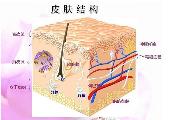 护肤品|瑞可娜：皮肤出油是因为缺水吗？揭秘皮肤出油的根源