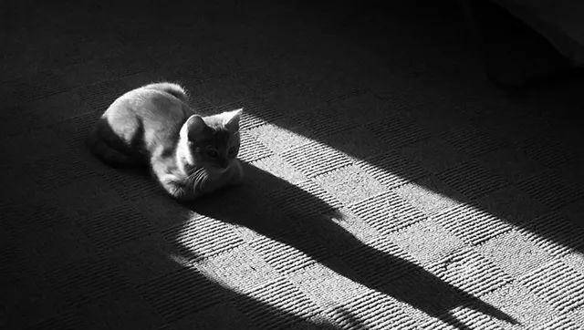 猫是“独行侠”所以不怕孤独？70%的猫可能会患上分离焦虑症！
