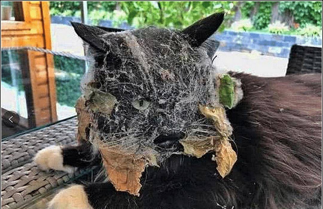 猫咪彻夜未归,早上发现它趴在桌上,走近一看顿时傻眼了 猫咪彻夜未归,早上发现它趴在桌上,走近一看顿时傻眼了