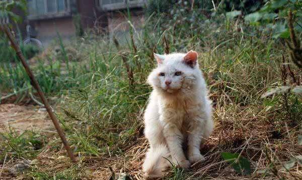 猫咪临终之前，很抗拒被主人抱着，它们到底在想什么？