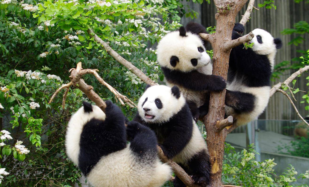 “大熊猫文化传播高级研修班”在成都举办
