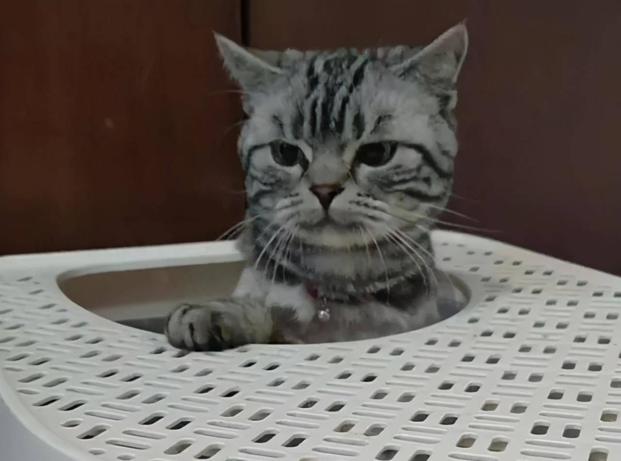 猫咪|被遗弃的品种猫,日子过得有多惨?加菲猫落魄的像只大老鼠