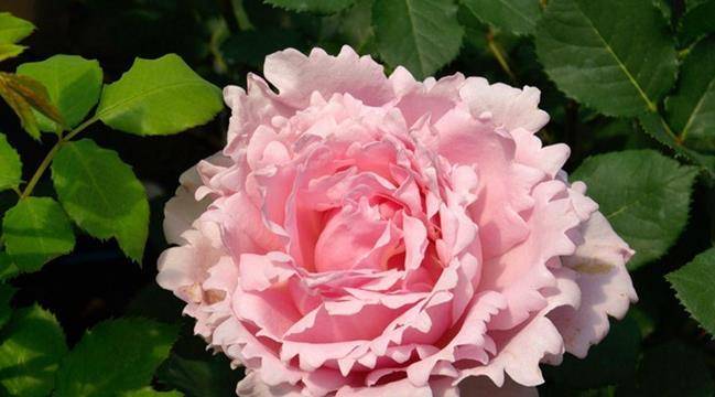 喜欢玫瑰 首选 精品玫瑰 伊芙im 娇艳妩媚 养一盆超美 花朵