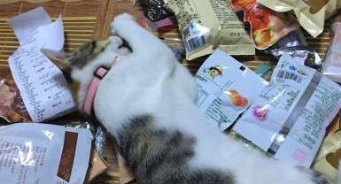 猫咪|猫咪不是垃圾桶，长期喂这5种食物，说明你不在乎它