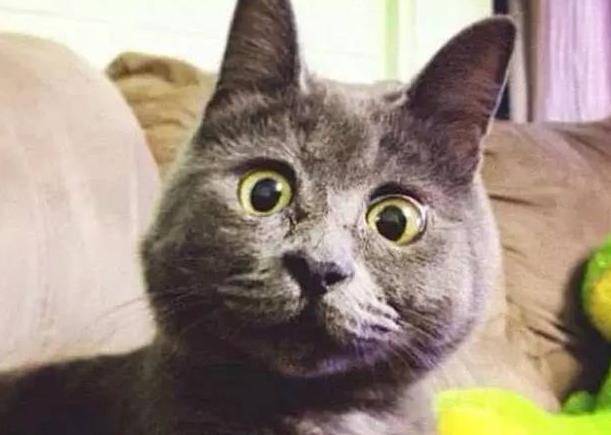 怎么看小猫是不是应激 66afcc1cc49d4e76a7e340e133546d34.jpeg