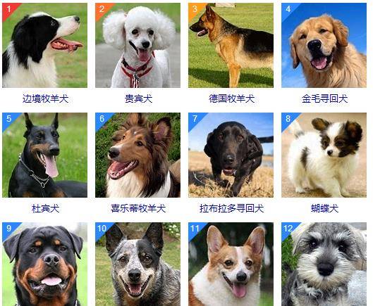 所有狗的品种图片