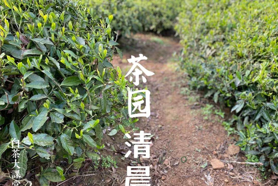 果香|带果香的老白茶，是来自哪个产区的呢？有没有具体的介绍？